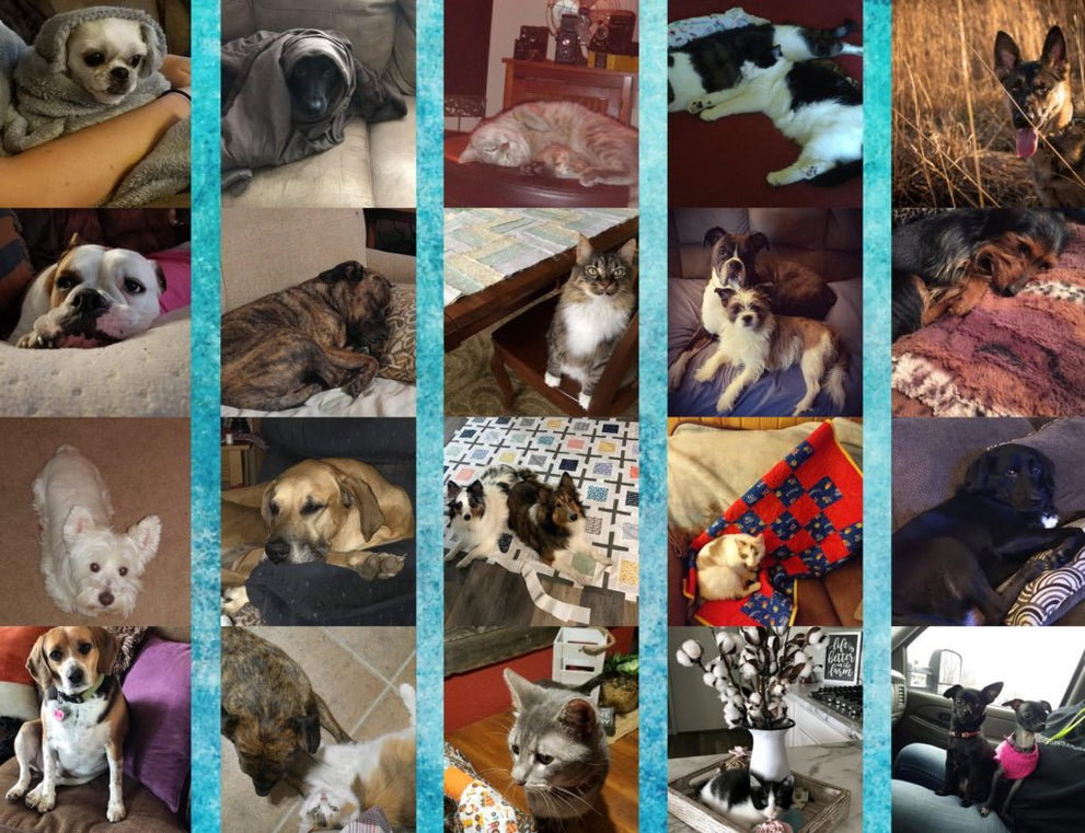 National Pet Day at Missouri Star