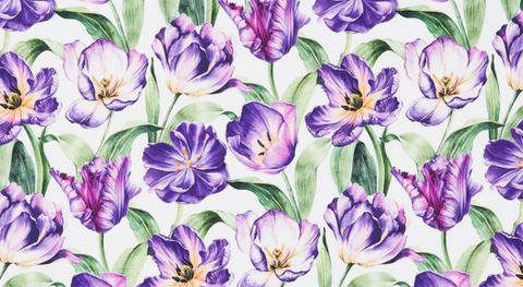 Purple tulips with green leaves on a white background.