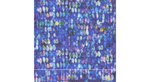 Fiorella by RJR Studio for RJR Fabrics