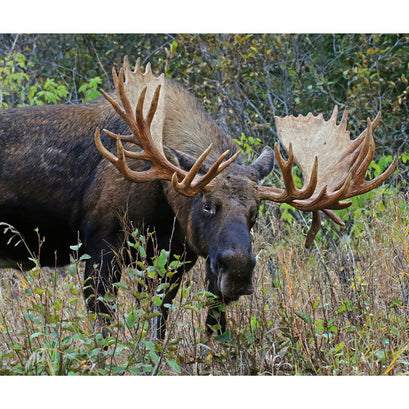 King's Camo - Moose Digitally Printed Panel