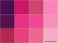 Kona Cotton - Fragrant Fuchsia Ten Squares