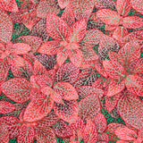 Kaffe Fassett Collective - August 2024 - Hot ColorwayFittonia Red Yardage Primary Image
