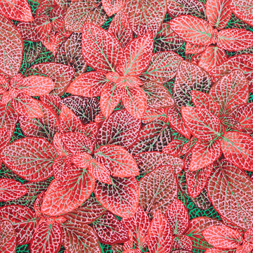 Kaffe Fassett Collective - August 2024 - Hot ColorwayFittonia Red Yardage Primary Image