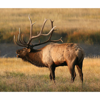 King's Camo - Elk Digitally Printed Panel