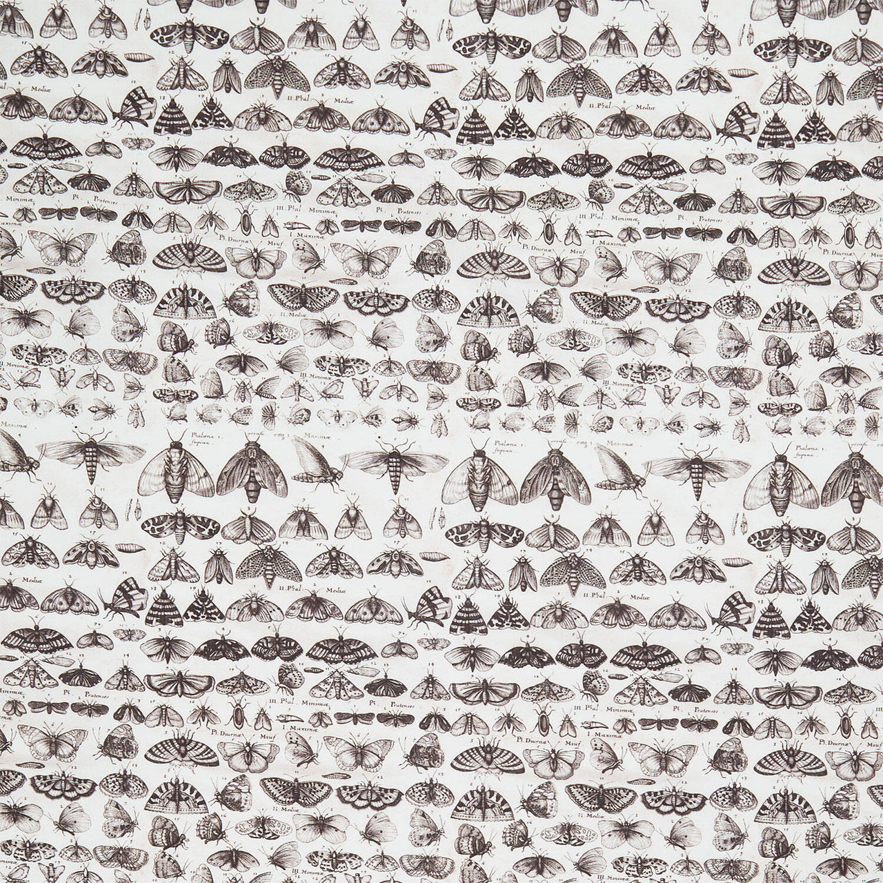 Eclectic Elements - Palette Moths Charcoal Yardage