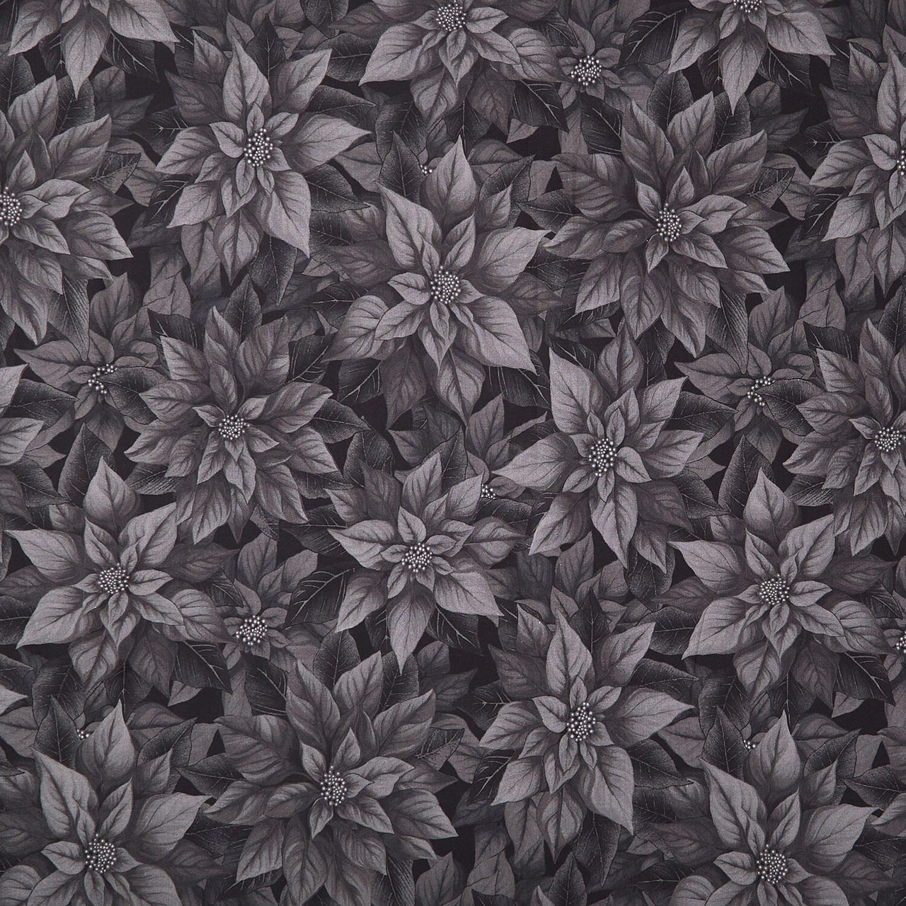 Poinsettia Splendor - Poinsettia Black 108" Wide Backing
