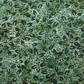 Joyful Holidays Batiks Favorites - Green Holly 2 Yard Cut