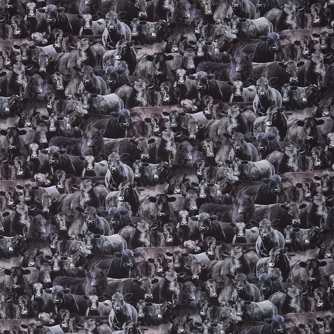 Home On The Range - Packed Cows Black Yardage