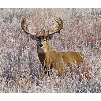 King's Camo - White Tail Deer Digitally Printed Panel