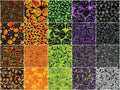 Hocus Pocus Batiks Fat Quarter Bundle Alternative View #2