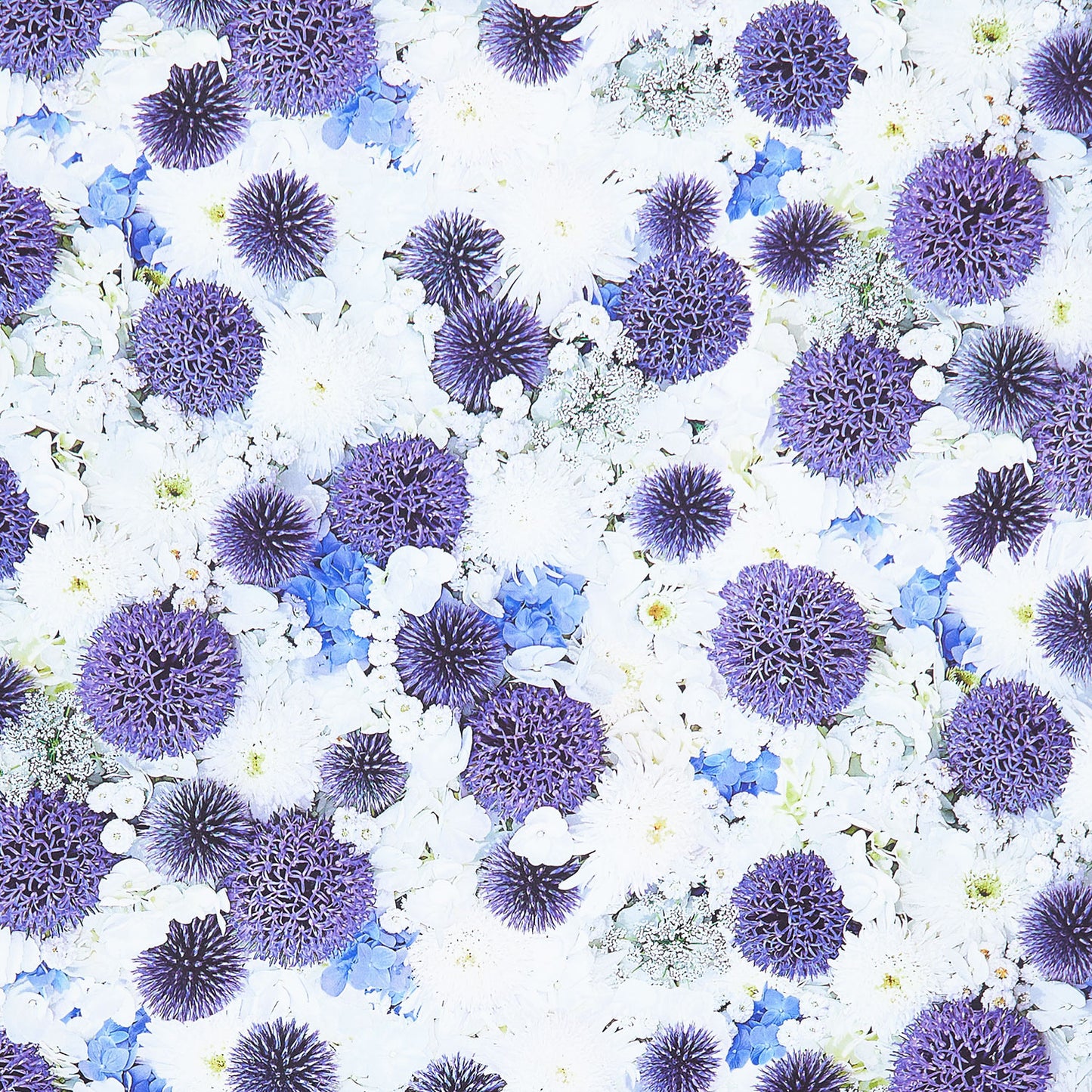 Hand Picked - Forget Me Not - Globe Thistle White Blue108" Wide Backing Yardage Primary Image