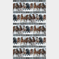 Stallion - Border Stripe Gray Multi Yardage Alternative View #1