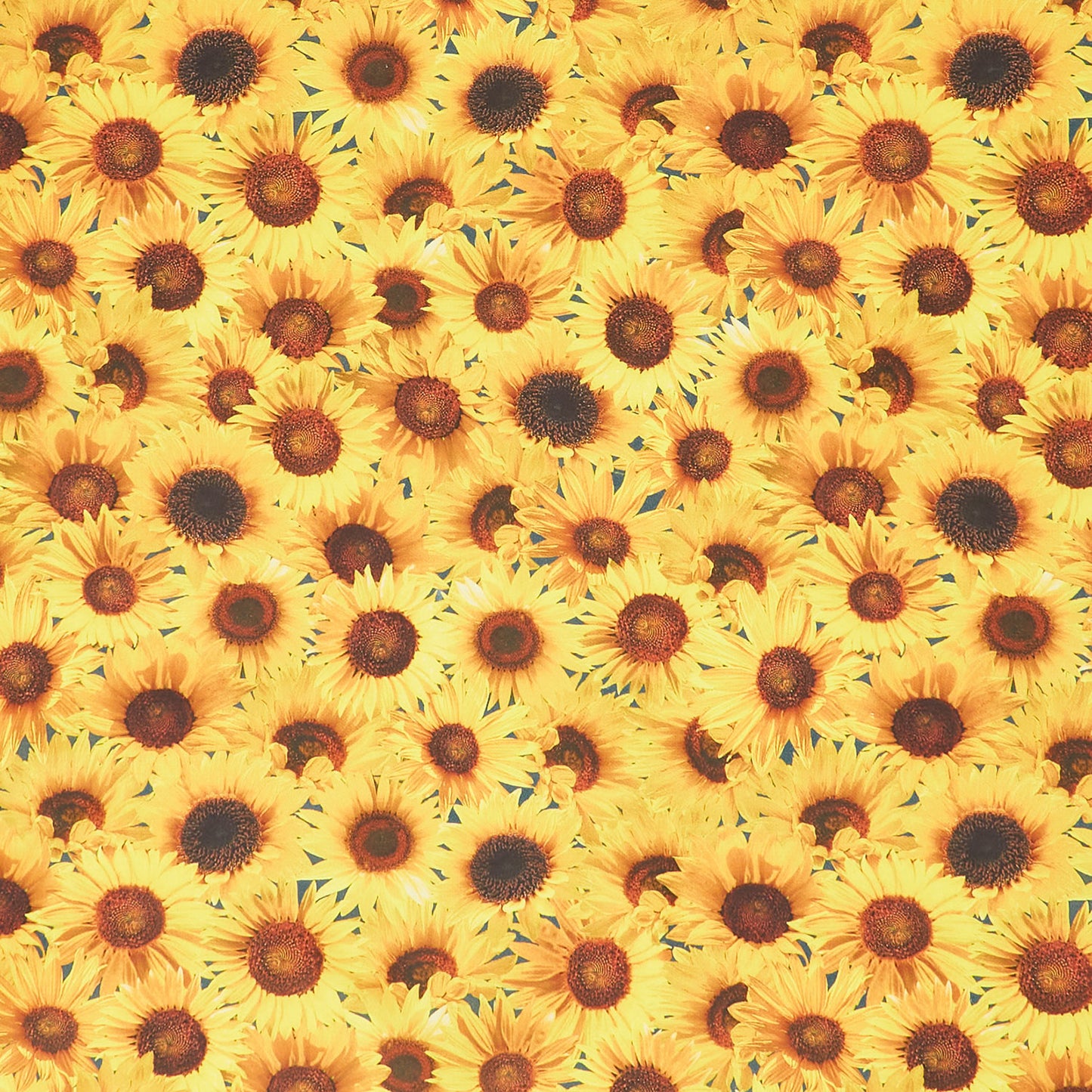 Novelty - Timeless Treasures - Packed Sunflowers Sunflower Yardage Primary Image