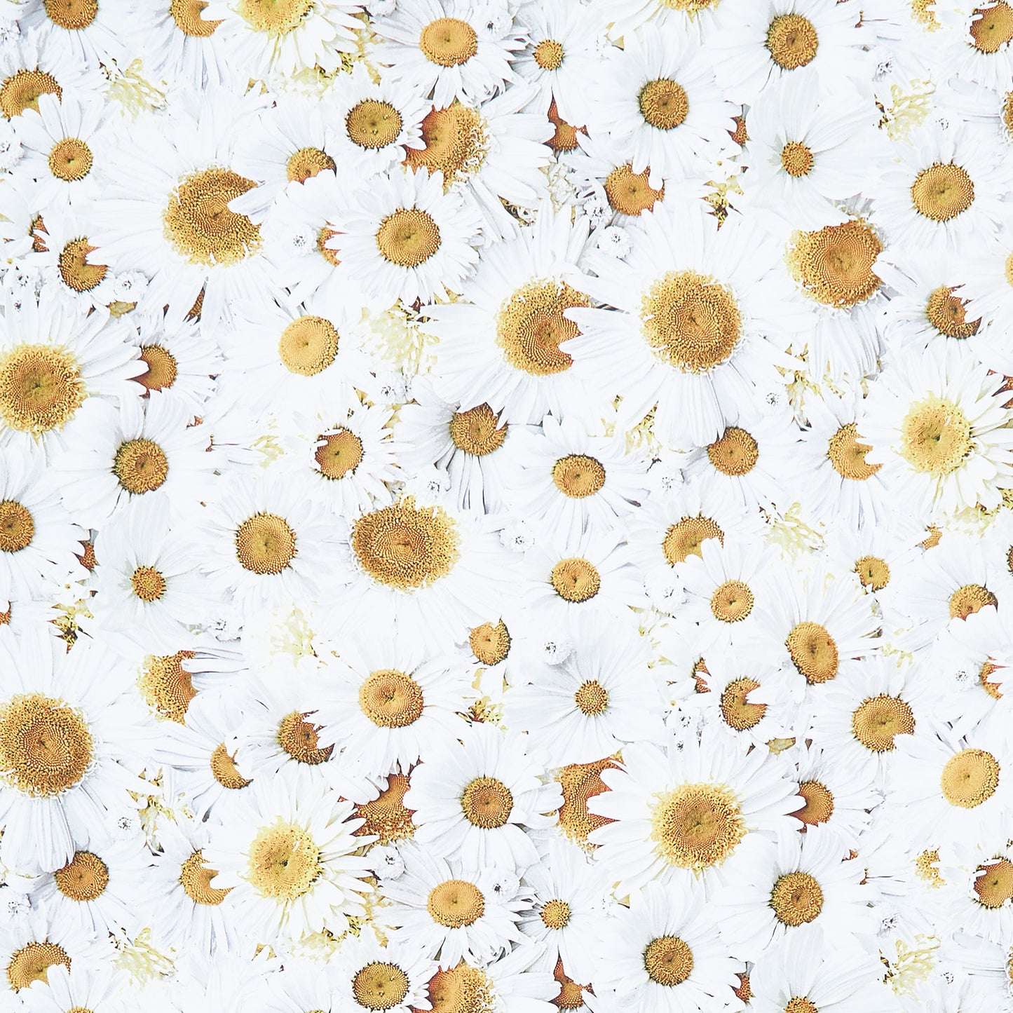 Hand Picked - Forget Me Not - Daisy Delight White Yellow108" Wide Backing Yardage Primary Image