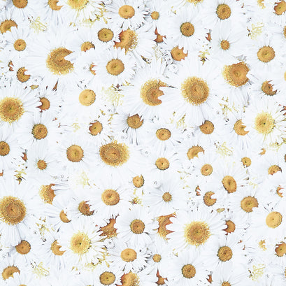 Hand Picked - Forget Me Not Daisy Delight White Yellow 108" Wide Backing Yardage