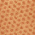 Autumn Fields - Sunflower Amber Yardage Primary Image