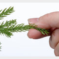 Natural Touch Norfolk Pine Garland - 60" Alternative View #2