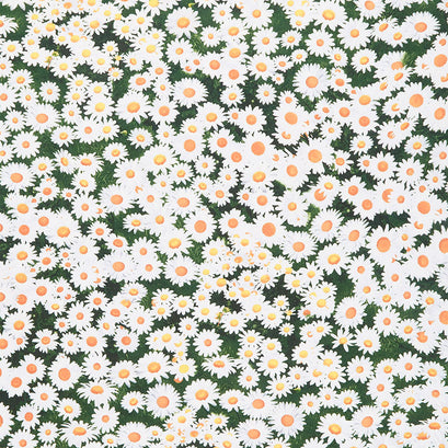 Let Your Light Shine - Daisies Yardage