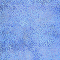 Shimmer Wild Thing - Cheetah Purple Blue Metallic Yardage