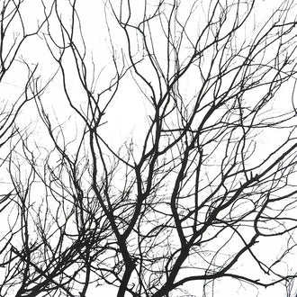 Silhouette - Full Width Border Trees Fabric