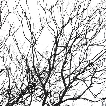 Silhouette - Full Width Border Trees Fabric