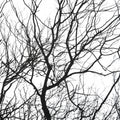 Silhouette - Full Width Border Trees Fabric Alternative View #1